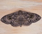 (Problepsis asira) <br> Spanner (Geometridae) [1399 views]