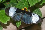(Heliconius cydno)<br> Nymphalidae [2891 views]