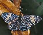 (Hamadryas amphinome)<br> Nymphalidae [3131 views]