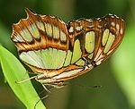 (Siproeta stelenes)<br> Nymphalidae [2930 views]