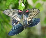 (Papillo memnon) Kopula<br> Ritterfalter (Papilionidae) [3009 views]