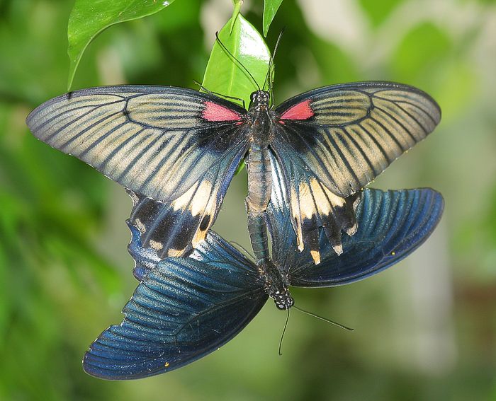 (Papillo memnon) Kopula<br> Ritterfalter (Papilionidae)