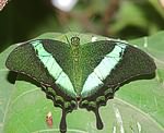 (Papilio palinurus)<br> Ritterfalter (Papilionidae) [3720 views]