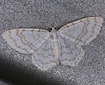 Ungepunkteter Zierspanner (Asthena albulata) [2058 views]