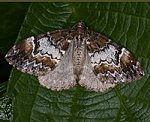 Möndchenflecken-Bindenspanner (Chloroclysta truncata) [2106 views]