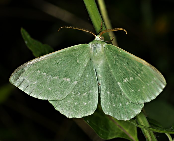 Grünes Blatt  (Geometra papilionaria)
