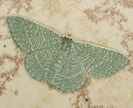 (Phaiogramma etruscaria) [715 views]