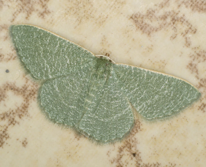 (Phaiogramma etruscaria)