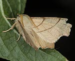 Birken-Zackenrandspanner (Ennomos erosaria) [62 views]