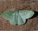 Smaragdspanner (Antonechloris smaragdaria) [2280 views]