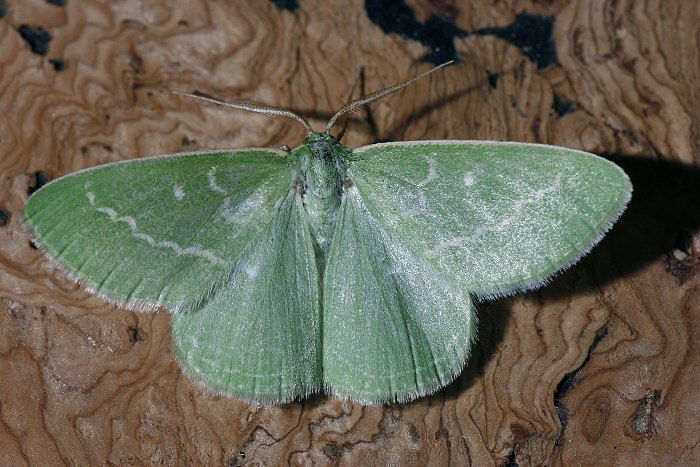 Smaragdspanner (Antonechloris smaragdaria)