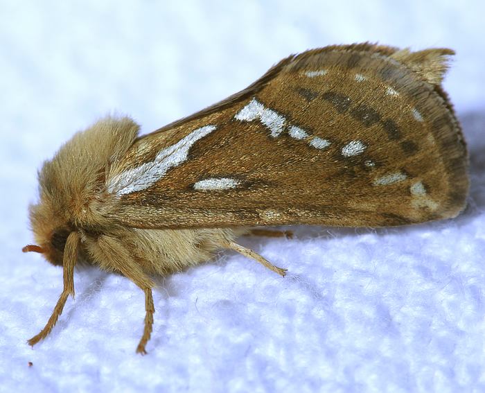 Hopfen-Wurzelbohrer (Korscheltellus lupulina)