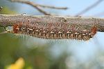 Eichenspinner (Lasiocampa quercus) Raupe [3088 views]