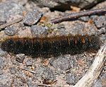 Brombeerspinner (Macrothylacia rubi) Raupe [2617 views]