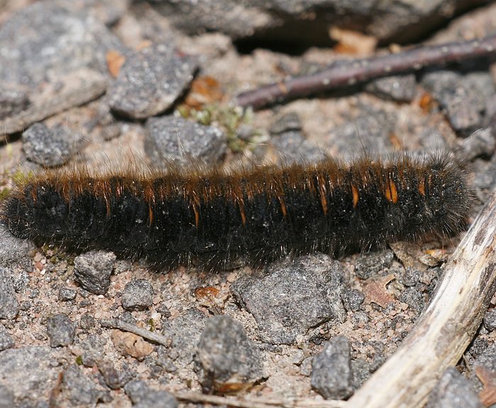 Brombeerspinner (Macrothylacia rubi) Raupe