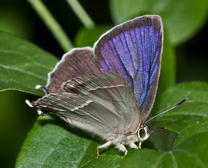 Blauer Eichenzipfelfalter (Neozephyrus quercus)