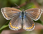 Hauhechelbläuling (Polyommatus icarus) ♀ [2752 views]