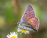 Violetter Feuerfalter (Lycaena alciphron) [182 views]
