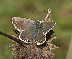 Silbergrüner Bläuling (Polyommatus coridon) ♀ [2475 views]