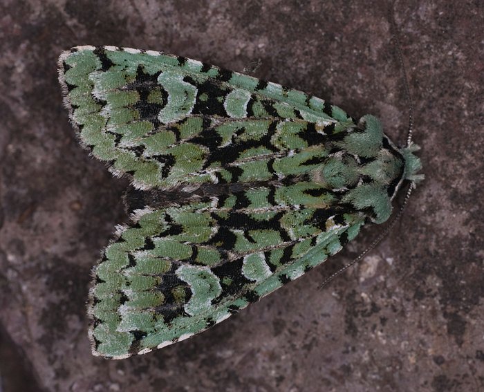 Grüne Eicheneule (Dichonia aprilina)