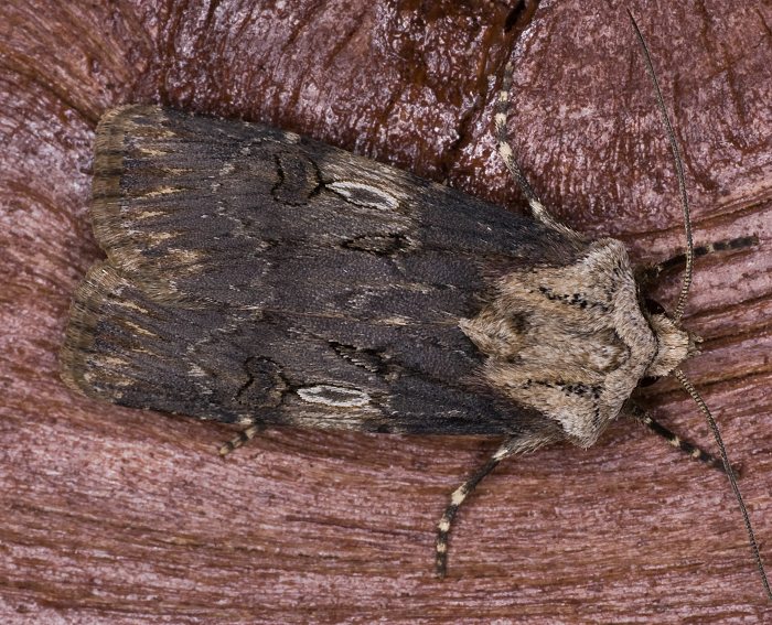 Schmalflügelige Erdeule (Agrotis puta)