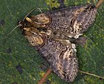Dunkelgraue Nessel-Höckereule (Abrostola triplasia) [2145 views]
