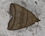 Bogenlinien-Spannereule (Herminia grisealis) [1579 views]