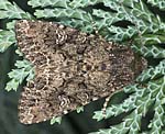 Kohleule (Mamestra brassicae) [2452 views]