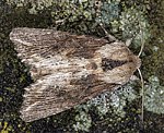 Holzrindeneule (Egira conspicillaris) [1182 views]