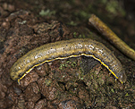 Veränderliche Kräutereule (Lacanobia suasa) Raupe [756 views]