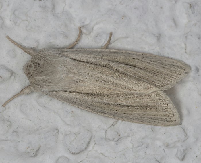 Ried-Weißstriemeneule (Simyra albovenosa)