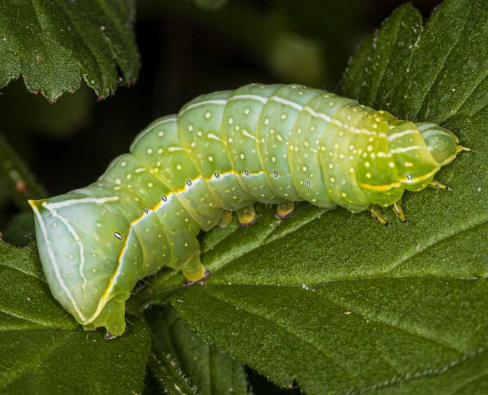 Pyramideneule (Amphipyra pyramidea)Raupe