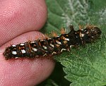 Ampfer-Rindeneule (Acronicta rumicis) Raupe [3952 views]