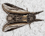 Pappel-Porzellanspinner (Pheosia tremula) [2027 views]