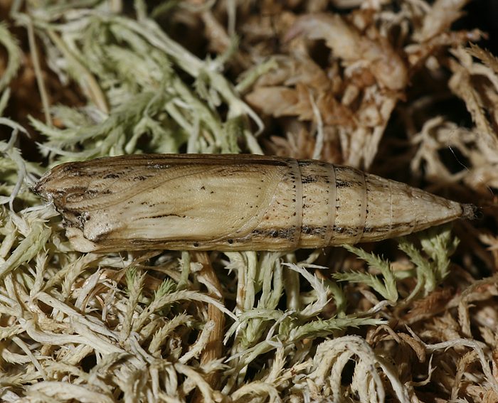 Osterluzeifalter (Zerynthia polyxena) Puppe