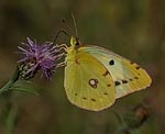 Goldene Acht (Colias Hyale) [2612 views]