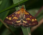 Purpurroter Zünsler (Pyrausta purpuralis) [2652 views]