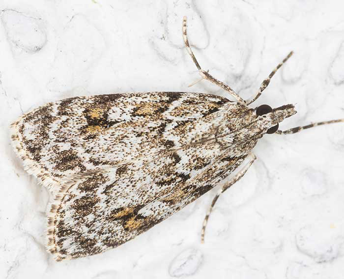 (Scoparia basistrigalis)