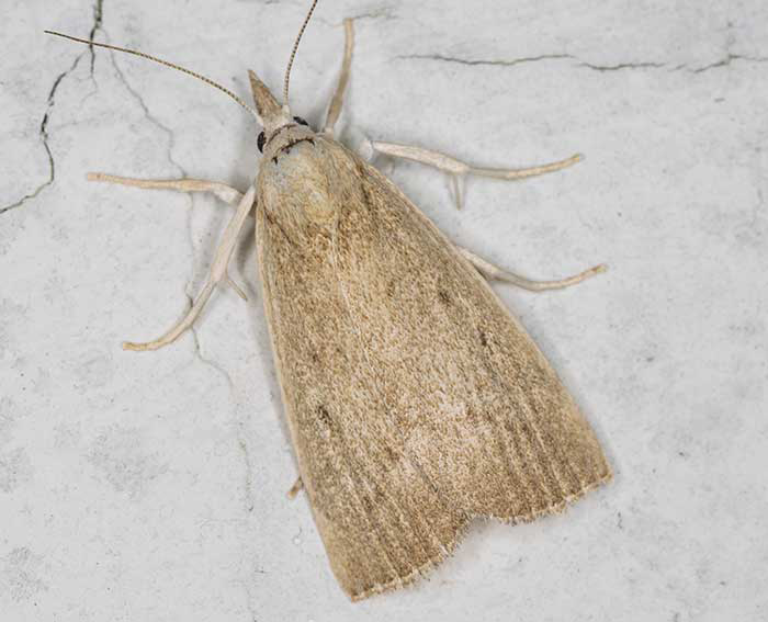 Breitfl�geliger Schilfz�nsler (Chilo phragmitella)