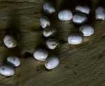 Wiener Nachtpfauenauge (Saturnia pyri) Eier [2149 views]