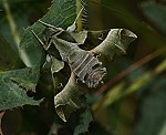 Nachtkerzenschwärmer (Proserpinus proserpina) [2340 views]