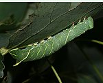 Pappelschwärmer (Laothoe populi) Raupe [2331 views]