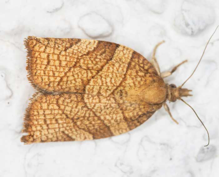 (Pandemis corylana)