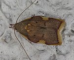 (Carcina quercana)<br> Faulholzmotten (Oecophoridae) [1254 views]