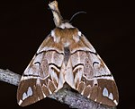 Birkenspinner (Endromis versicolora)<br> Birkenspinner (Endromidae) [1198 views]