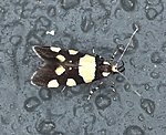 Birken-Faulholzmotte (Eratophyes amasiella)<br> Faulholzmotten (Oecophoridae) [1539 views]