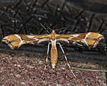 (Cnaemidophorus rhododactyla)<br> Federmotten (Pterophoridae) [653 views]