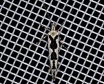 Osterhasenfalter (Ypsolopha sequella)<BR> Ypsolophinae [396 views]