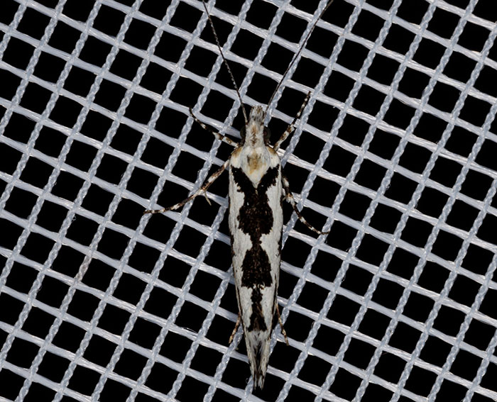 Osterhasenfalter (Ypsolopha sequella)<BR> Ypsolophinae