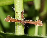(Platyptilia capnodactylus)<br> Federmotten (Pterophoridae) [2418 views]